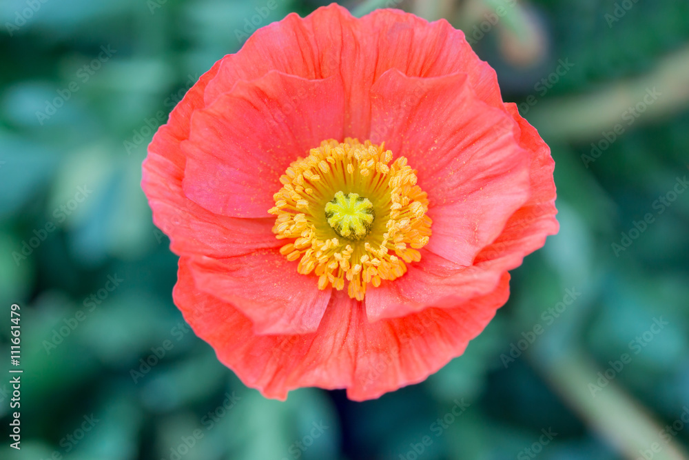 Close up of a red Iceland poppy(Scientific name papaver nudicaul Close up of a red Iceland poppy(Scientific name papaver nudicaul