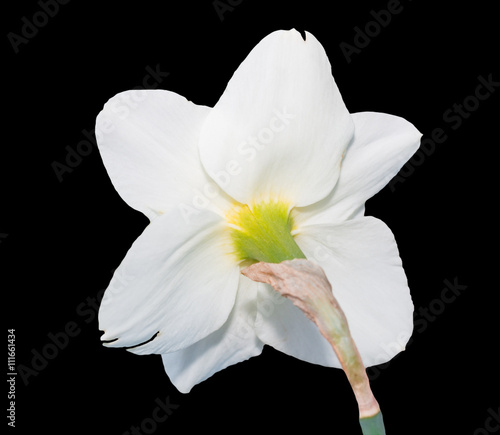 Back side of (geum aleppicum jacq) white flower isolated on blac photo