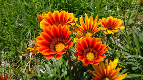 Colorful daisy flowers
