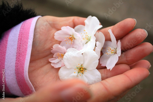Sakura, cherry blossoms in a woman's hands