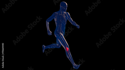 Knee Pain in Human Body Transparent Design © boscorelli