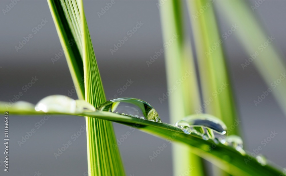 Obraz premium Close up of big rain drops on plam leaf