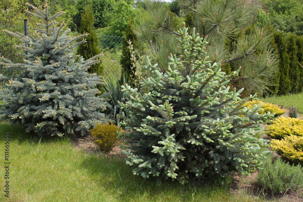 Fototapeta premium małe iglaki