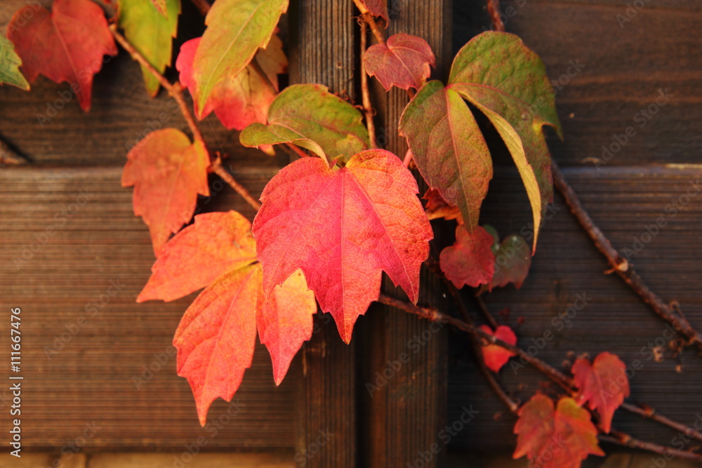 Obraz premium Rankende Blaetter in rot und gruen