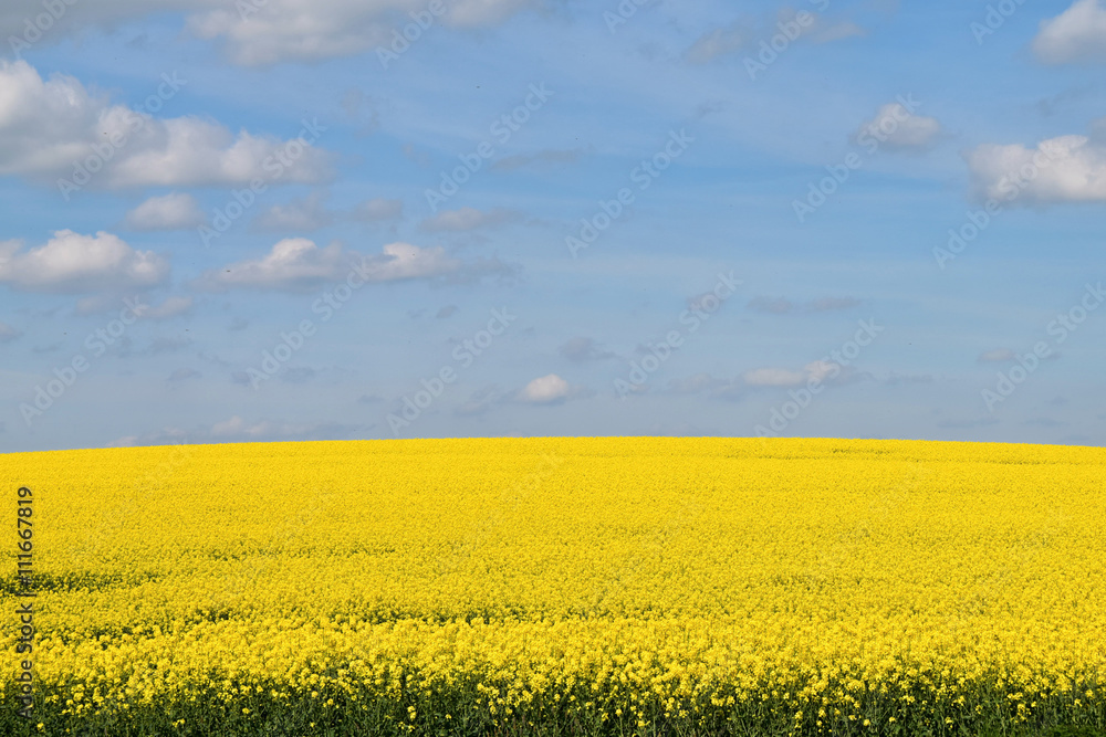 Yellow rape field, blue sky with clouds Yellow rape field, blue sky with clouds