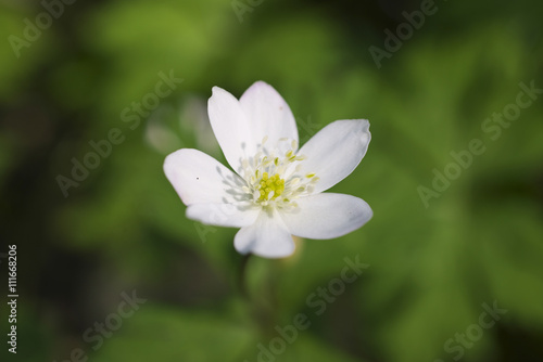 ニリンソウ(wind flower)