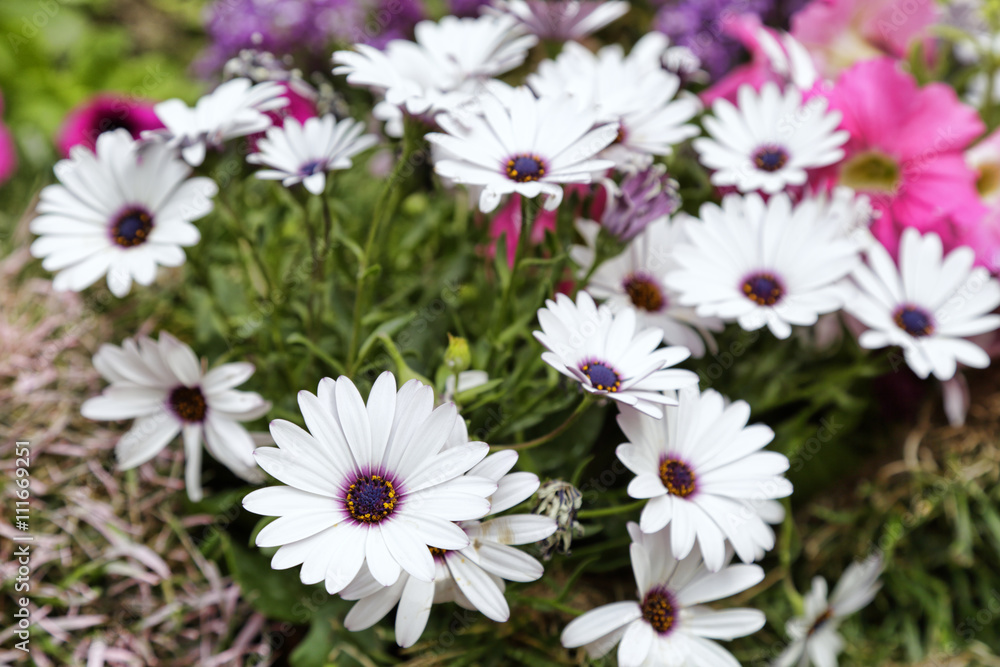 Fototapeta premium White daisies in a garden