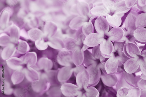 Beautiful background of lilac flowers, vintage floral texture, macro