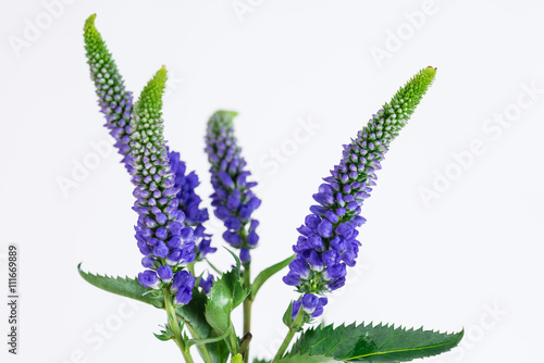 Veronica flower spikes macro photo