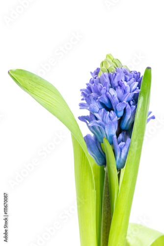 fresh blue flowers  hyacinth  on white macro