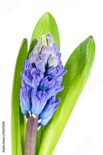 fresh blue flowers  hyacinth  on white macro