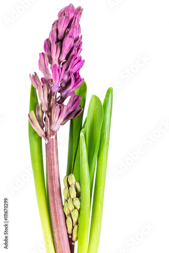 fresh purple flowers  hyacinth  on white macro