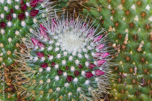 close up beautiful color flower cactus