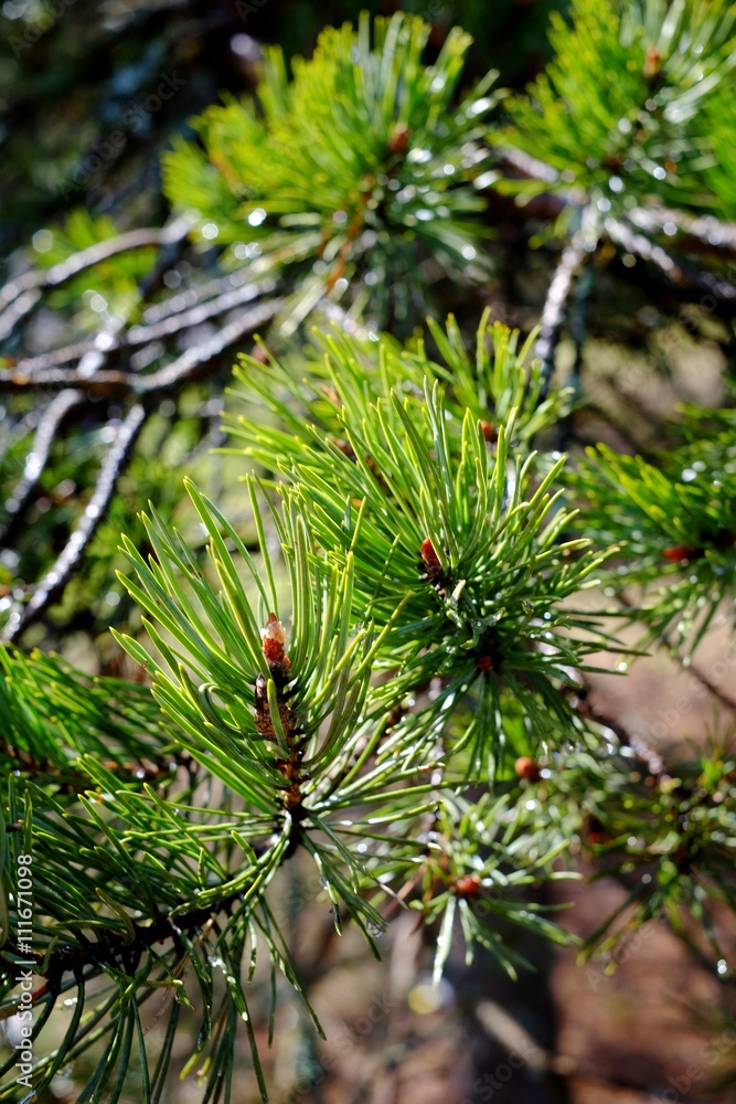 pine branch, evergreen