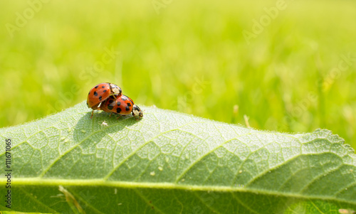 Love-making ladybugs couple on green leaf © raresb