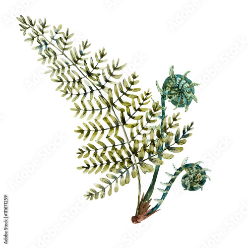 Watercolor fern leaves