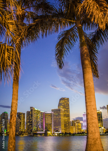 Miami, Florida skyline and bay at sunset seen through palm trees  © littleny