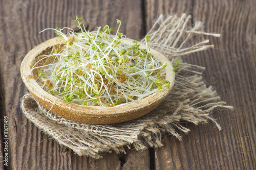 garden cress sprouts