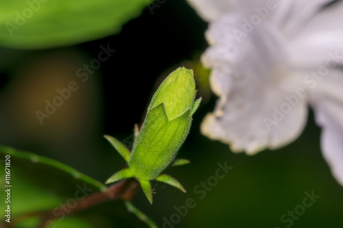 Closeup of an unbloomed Hibiscus stigma or Carpel flower bud