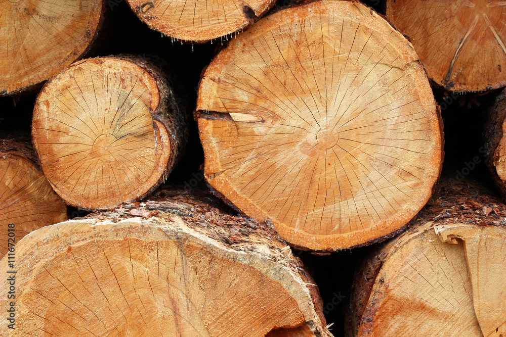 Pile of wood logs close up. Wood logs texture background Pile of wood logs close up. Wood logs texture background