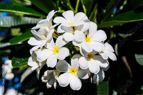 Photography plumeria obtusa singapore white