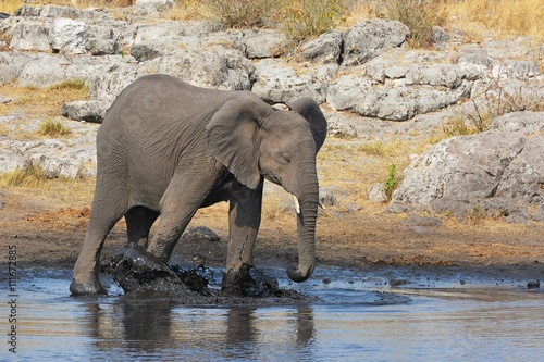Elefant planscht am Wasserloch im Etosha Nationalpark