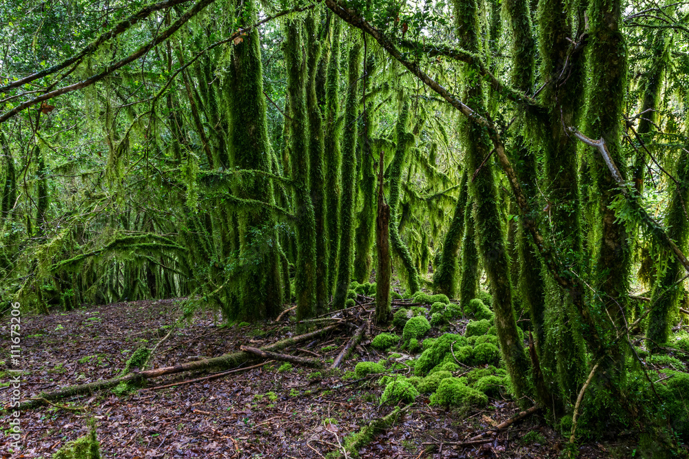 Fototapeta premium Forêt couverte de mousse