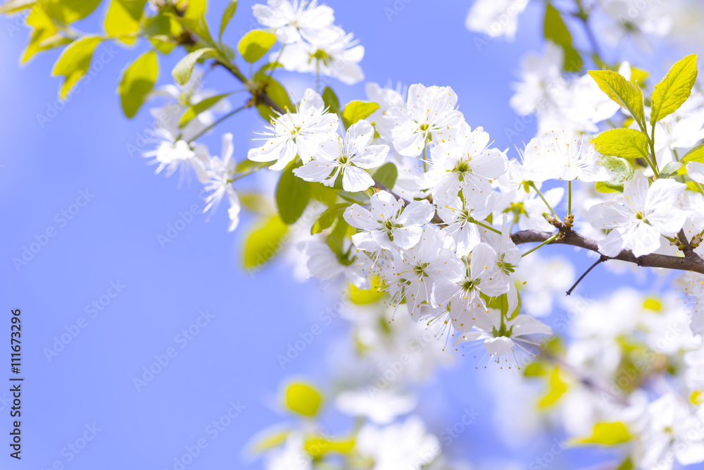 Beautiful flowering plum trees. Background with blooming flowers in spring day.