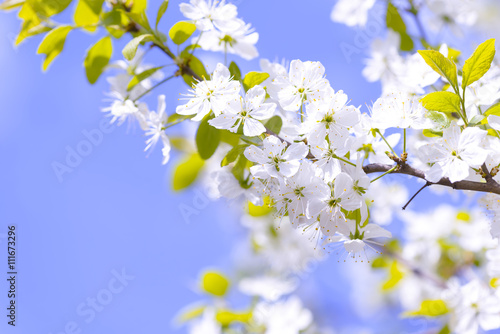 Beautiful flowering plum trees. Background with blooming flowers in spring day.