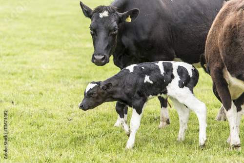 cow on grassland of New Zealand