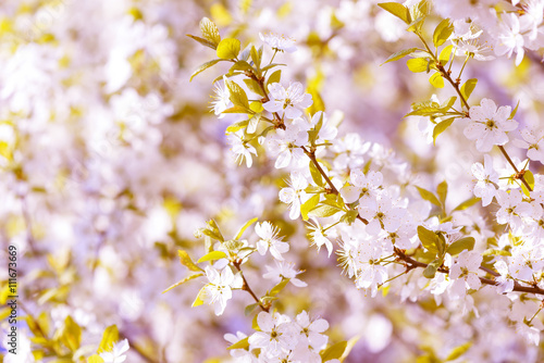 Beautiful flowering plum trees. Background with blooming flowers in spring day. © Сyrustr