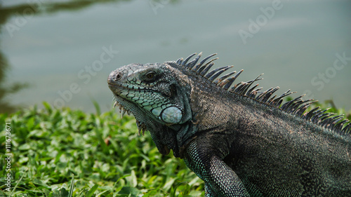 Closeup of green iguana 