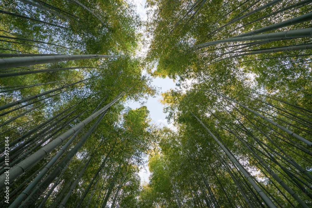 Bamboo forest at Adashinonenbutsu temple,tourism of kyoto,japan Bamboo forest at Adashinonenbutsu temple,tourism of kyoto,japan