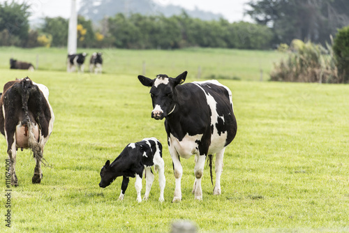 cow on grassland of New Zealand