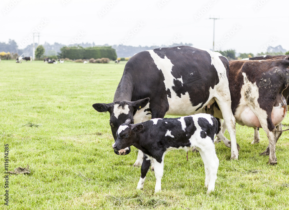 cow on grassland of New Zealand cow on grassland of New Zealand