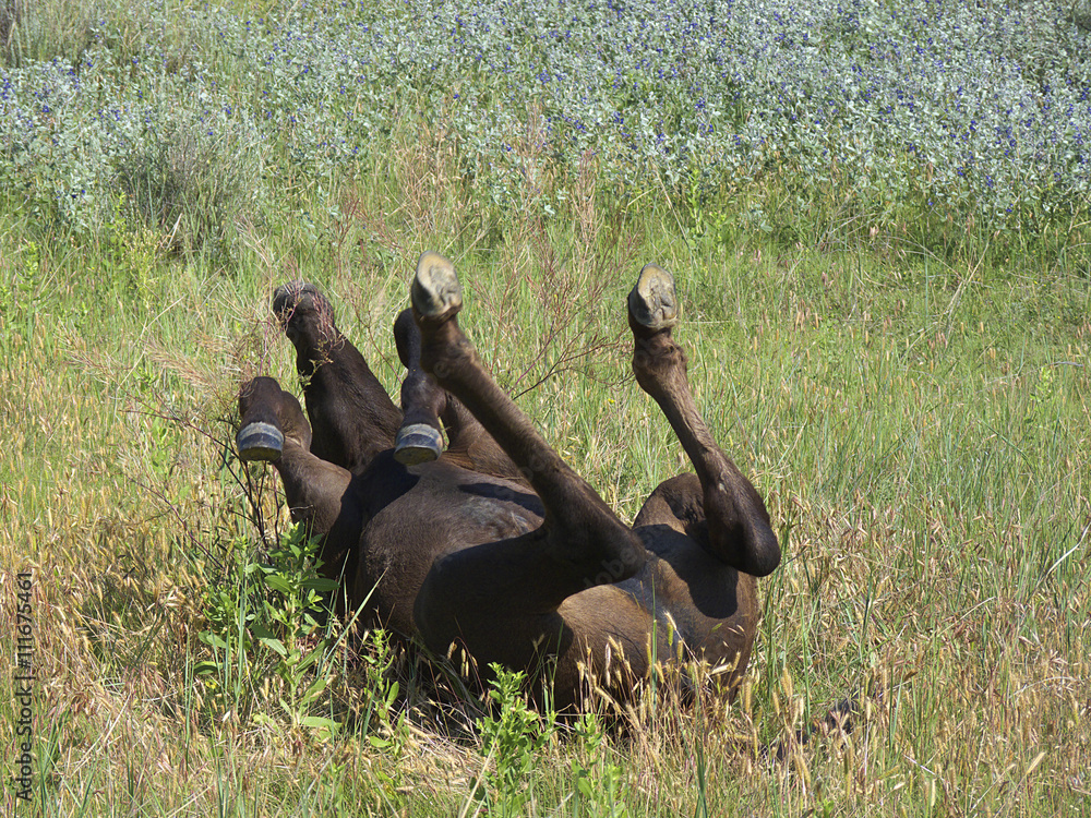 A young colt rolling in the spring pasture - obrazy, fototapety, plakaty 
