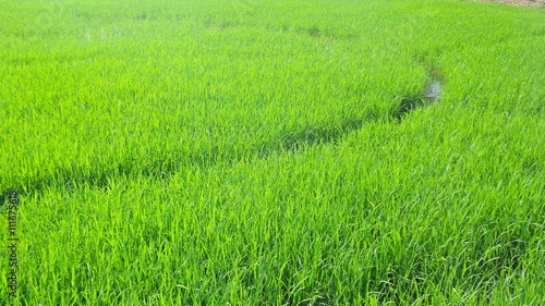 Green fresh paddy field