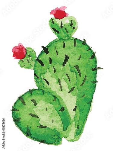 watercolor cactus 