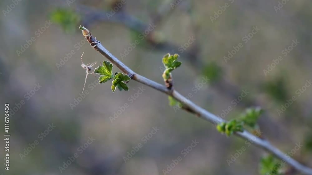 A spider making a web on a brunch in spring time A spider making a web on a brunch in spring time