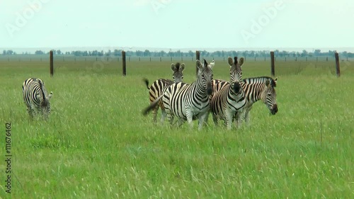 Group of zebras in the wilderness on the green grass. Some look to the camera