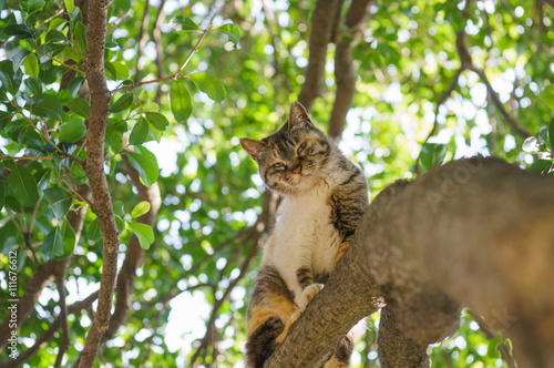 木の上の猫