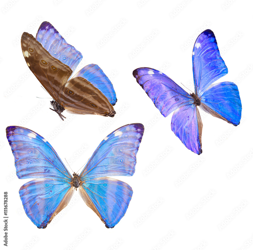 Fototapeta premium morpho adonis niebieski motyl