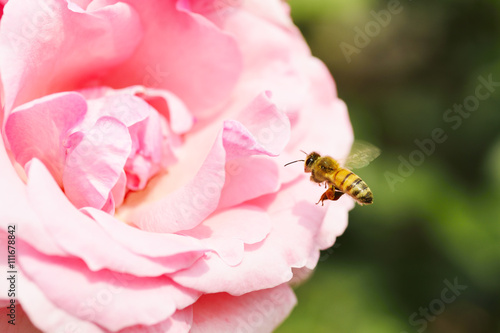 Honeybee hovering to collect honey from rose flowers.