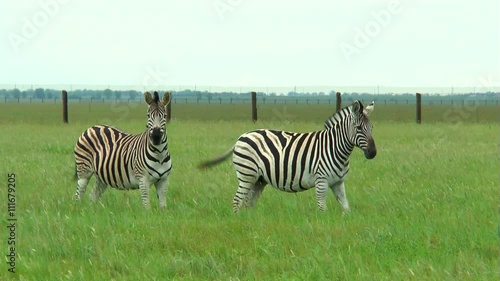 Wallpaper Mural Two zebras on the prairie on a green grass. They are looking at the camera Torontodigital.ca