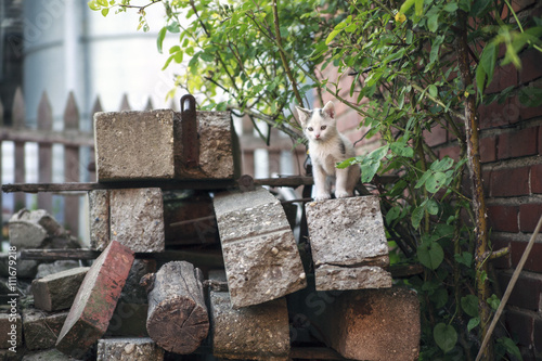 free roaming cats