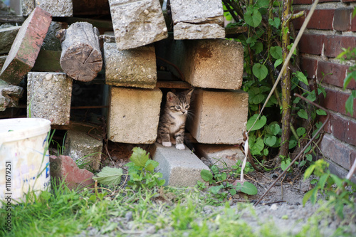 free roaming cats