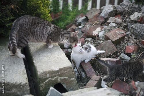 free roaming cats