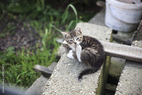 free roaming cats