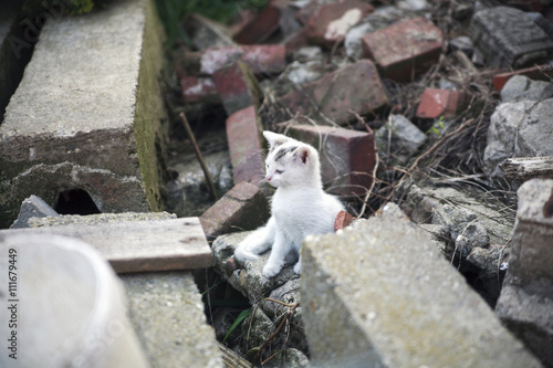 free roaming cats