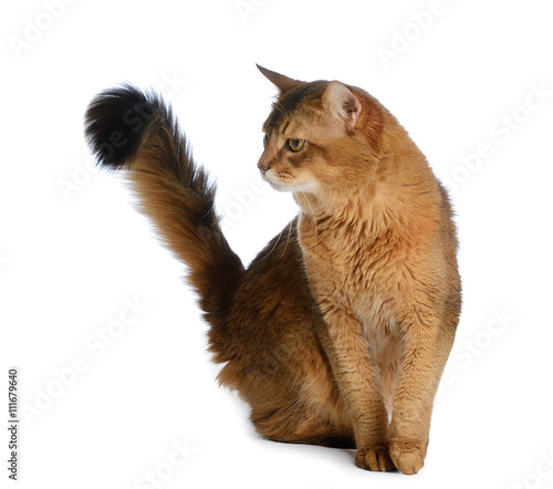 Somali cat isolated on white background